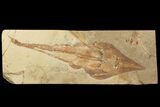 Spectacular, Guitar Ray (Rhinobatos) Fossil - Lebanon #81610-1